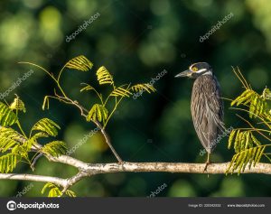 Imagen de un pájaro en el Fluvial Delta del Danubio